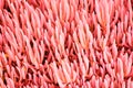 Coral-toned plant background. Blue Chalk Sticks Senecio serpens plant - coral toned wallpaper