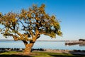 Coral Tree in Chula Vista with San Diego Bay