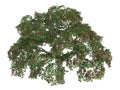 Coral_tree_(Erythrina) Royalty Free Stock Photo
