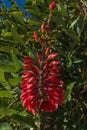 Coral tree or Erythrina - evergreen decorative asian bush Royalty Free Stock Photo
