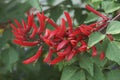 Coral Tree flowers Royalty Free Stock Photo