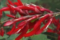 Coral Tree flowers Royalty Free Stock Photo