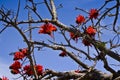 Coral Tree in Flower