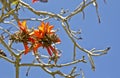 Coral tree flowers Royalty Free Stock Photo