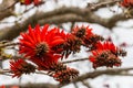 Coral tree flowers Royalty Free Stock Photo