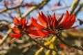Coral tree flowers