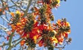 Coral tree flowers in early spring Royalty Free Stock Photo