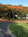 Coral trees down the street