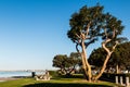 Coral Trees and Picnic Tables at Chula Vista Bayfront Park Royalty Free Stock Photo