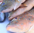 Coral Trout Royalty Free Stock Photo