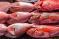 Coral trout Plectropomus leopardus and P. laevis, or Queen snapper. Row of shining red fish close up. Royalty Free Stock Photo