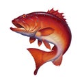 Coral trout on white. Leopard coral groupe, or leopard coral trou.