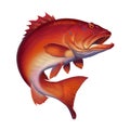 Coral trout on white. Leopard coral groupe, or leopard coral trou.