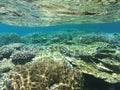 Coral underwater at Maldive