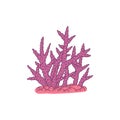 Coral. Vector coralline reef ocean animal underwater life doodle line isolated illustration.