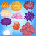 Coral vector sea coralline or exotic cooralreef undersea illustration coralloidal set of natural marine fauna in ocean