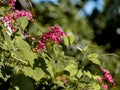 Coral vine, Antigonon leptopus plant flower in Comoros Island.