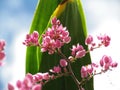 Coral Vine, Mexican Creeper, Chain of love, Confederate Vine, Hearts on a Chain, Beautiful bouquet of pink flowers Royalty Free Stock Photo