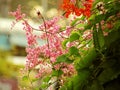 Coral Vine, Mexican Creeper, Chain of love, Confederate Vine, Hearts on a Chain, Beautiful bouquet of pink flowers with blur Royalty Free Stock Photo