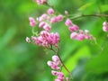 Coral Vine, Mexican Creeper, Chain of love, Confederate Vine, Hearts on a Chain, Beautiful bouquet of pink flowers against green Royalty Free Stock Photo