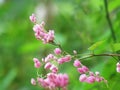 Coral Vine, Mexican Creeper, Chain of love, Confederate Vine, Hearts on a Chain, Beautiful bouquet of pink flowers against green Royalty Free Stock Photo