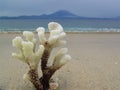 Coral on a sandy beach in bali