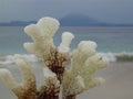 Coral on a sandy beach in bali