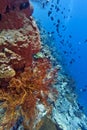 Coral wall - Indonesia Royalty Free Stock Photo
