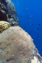 Coral wall off Bunaken island Royalty Free Stock Photo