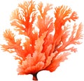 Coral Watercolor Clipart