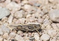 Coral-winged Grasshopper (Pardalophora apiculata) on Ground