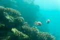 At Coral World Underwater Observatory in Eilat