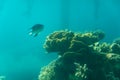 At Coral World Underwater Observatory in Eilat