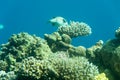 At Coral World Underwater Observatory in Eilat Royalty Free Stock Photo