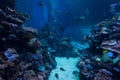 At Coral World Underwater Observatory in Eilat Royalty Free Stock Photo