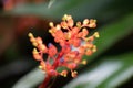 Coralberry, Aechmea fulgens, iridescent red-purple coral flowers