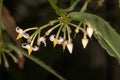 Coralberry Flower