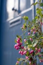 Coralberry Symphoricarpos Orbiculatus Moench plant, in front of historic Huguenot house on Wilkes Street, Spitalfield, London UK