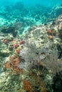 Coraline algae and corel in the cockburn Island, Myanmar