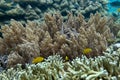 Coraline algae and corel in the cockburn Island, Myanmar