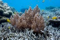 Coraline algae and corel in the cockburn Island, Myanmar