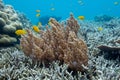 Coraline algae and corel in the cockburn Island, Myanmar