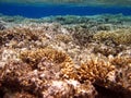 Corall reef Royalty Free Stock Photo