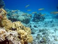 Corall reef and fish Royalty Free Stock Photo