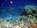 Corall reef and fish Royalty Free Stock Photo