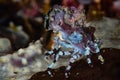 corallimorph decorator crab Royalty Free Stock Photo