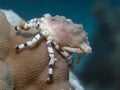 Corallimorph decorator crab Royalty Free Stock Photo