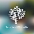 Corallina Officinalis vector illustration.Drawing of calcareous red seaweed on blurred background.