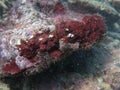 The coralline algae attached on rock at sea bottom Royalty Free Stock Photo