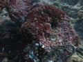 The coralline algae attached on rock at sea bottom Royalty Free Stock Photo